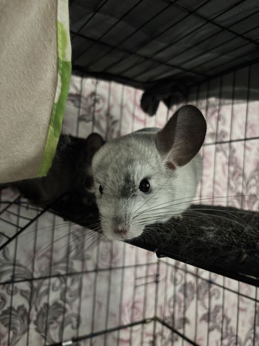 Шиншиллы 2 штуки