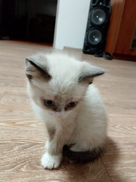 Отдам котят в добрые руки