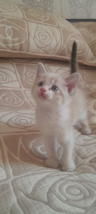 Отдам котёнка в хорошие руки