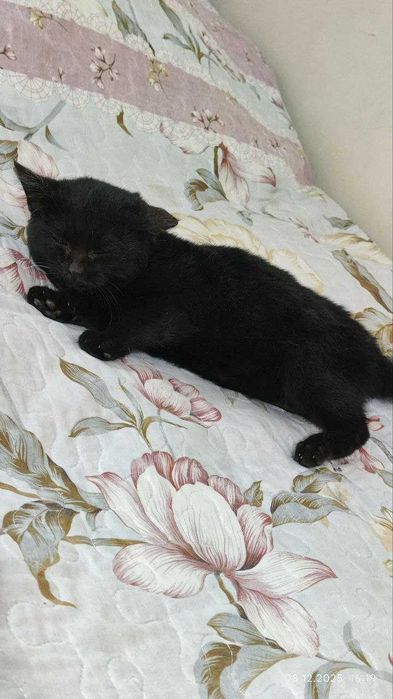 Продается котенок