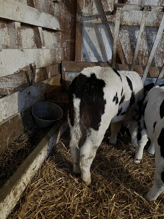 Vand 11 taurasi intarcati