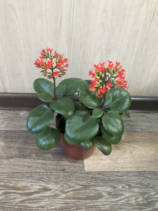 Комнатные цветы разные.