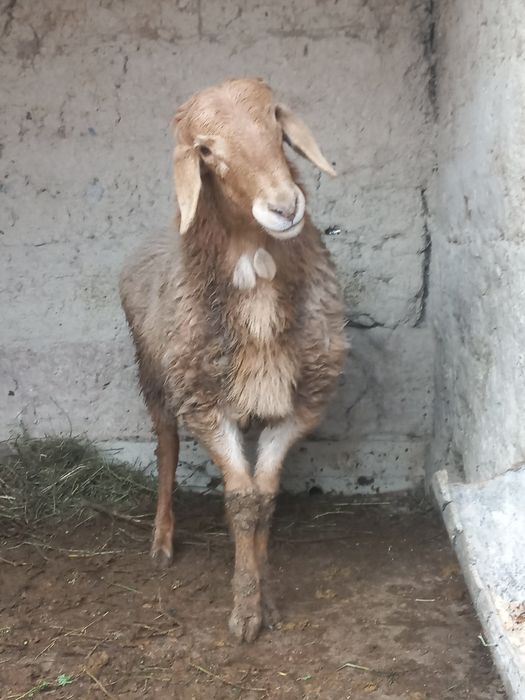 Қошқар сатылады Арашан порода