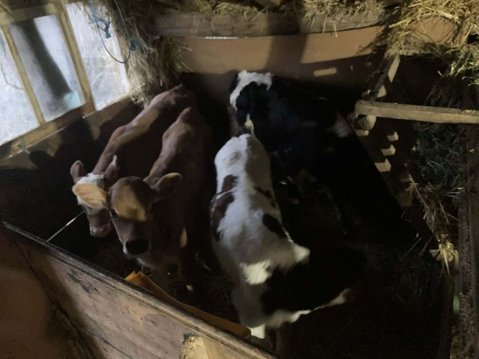 Продавам  четири мъжки телета