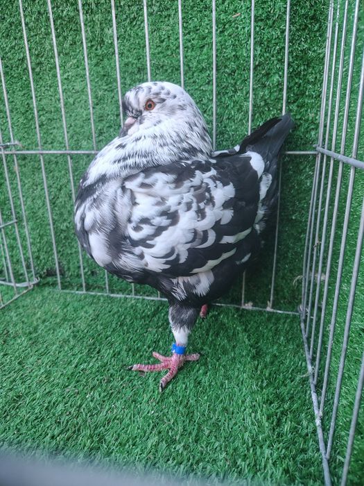 Vând porumbei kingi