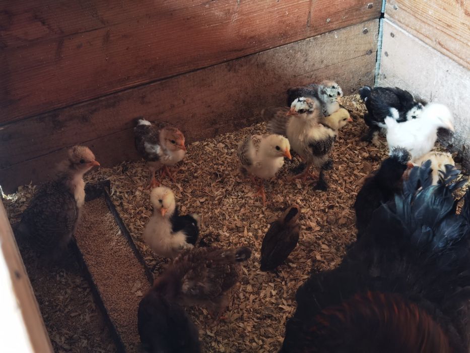 Vând pui încălțați de 2 săptămâni