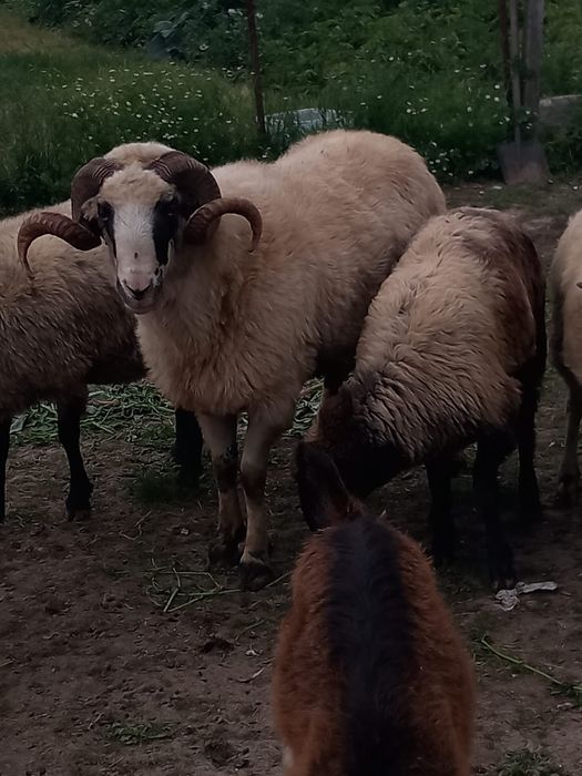 Vand 4 oi ,berbeac,si doua mielee