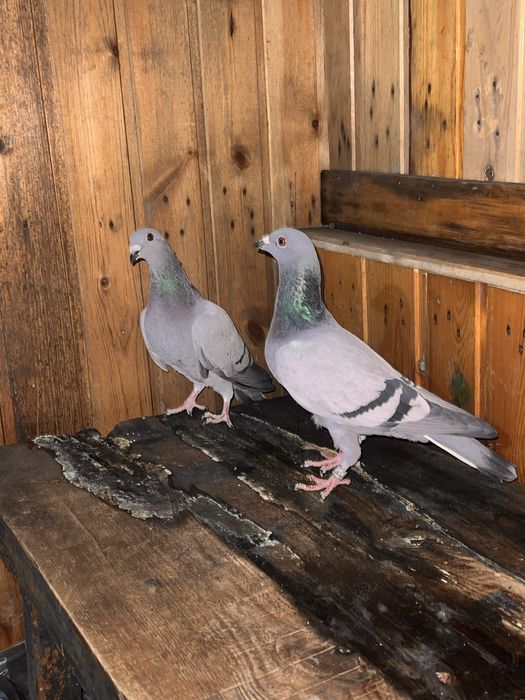 Продам голубей чехов