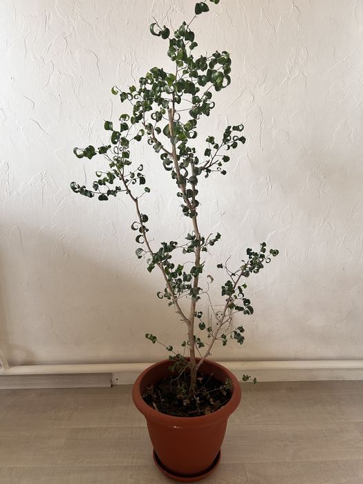 Продам Фикусы бенджамина