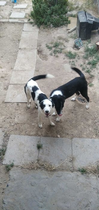 Отдам собак даром