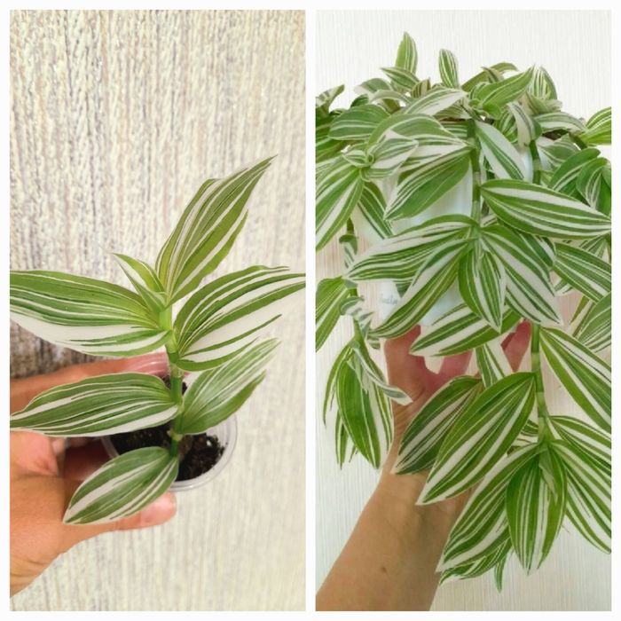 Сциндапсус Треби