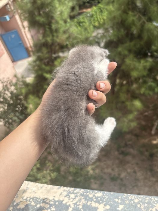 Шотландская вислоухая кошечка