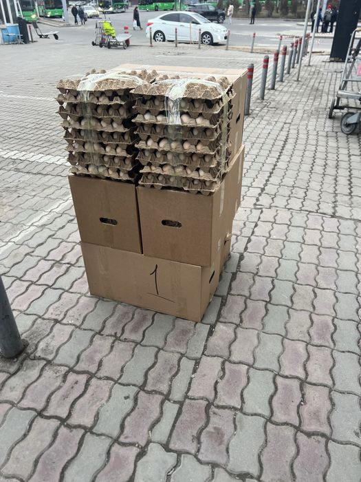 Инкубационный яйцо