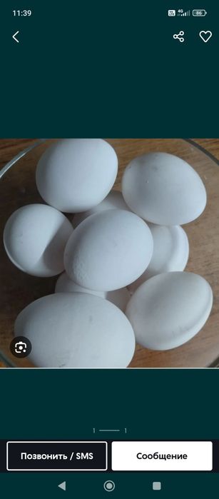 Яйца домашние...