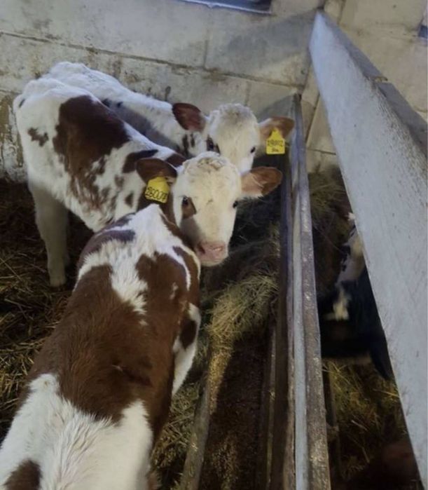 Продаются коровы с телятами и