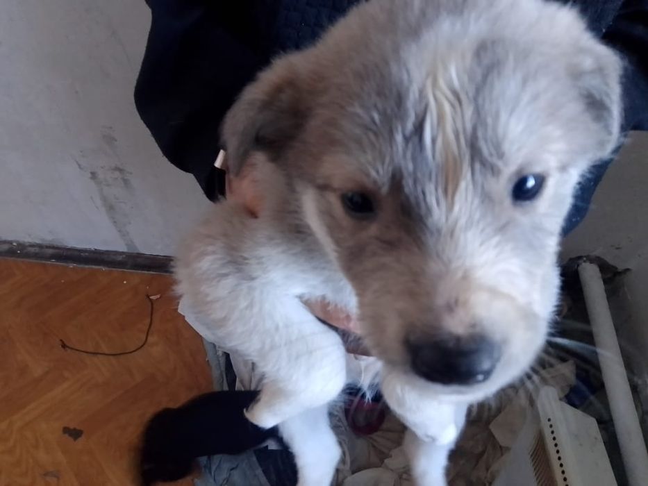 Отдам щенков в добрые руки!