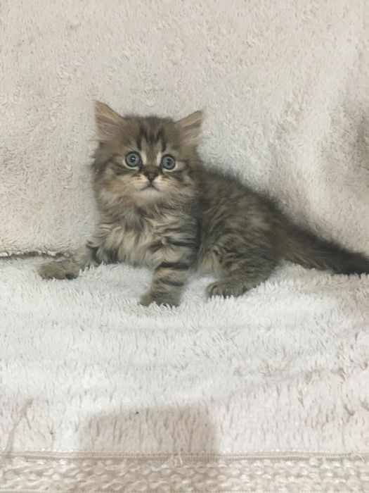 продается упитанный и воспитанный котик