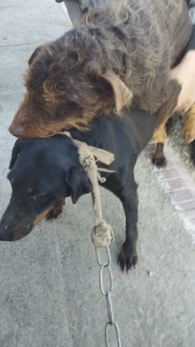 Ягдтерьер щенки