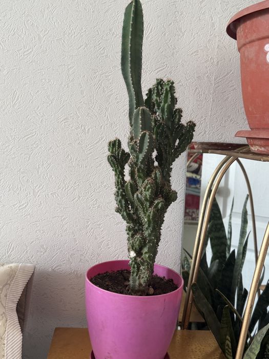 Домашние цветы в горшке