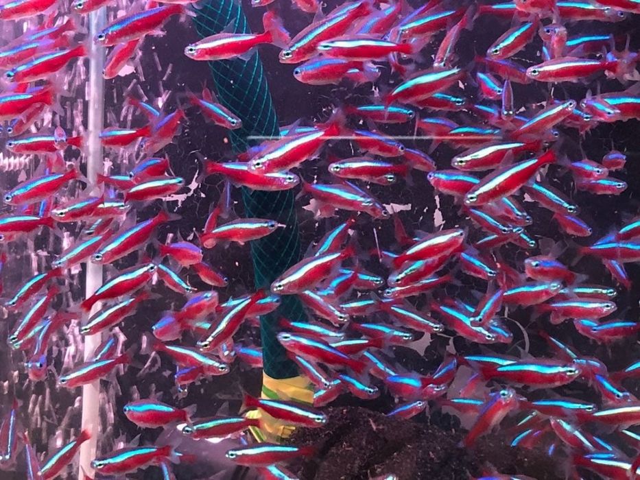 Красный неон продам