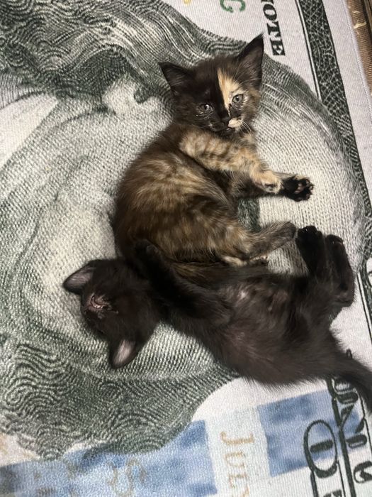 Котята милые и ласковые  ….