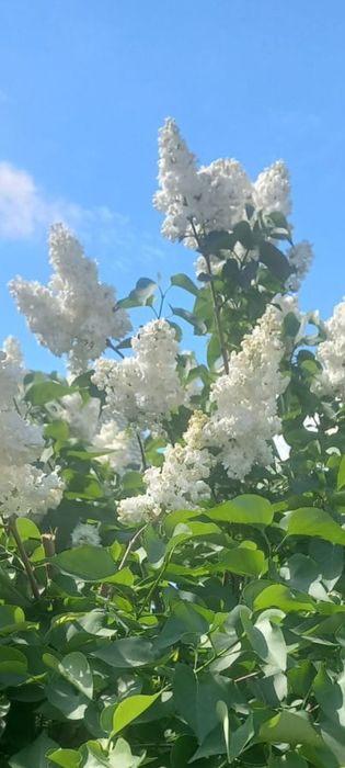Продажа белой сирени