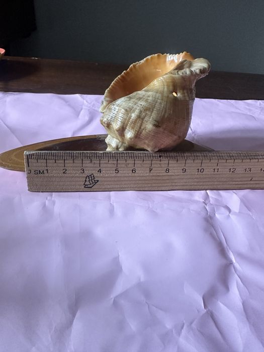 Ракушка ракушка