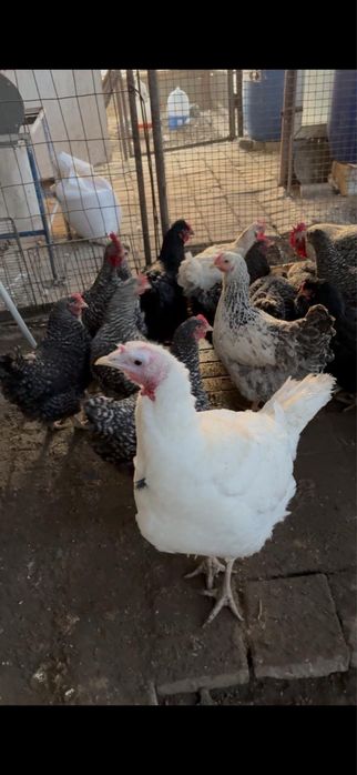 Продам Куры перметрог