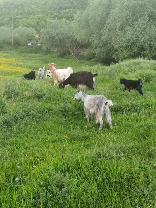 Vând 4 capre și 6 ieduți sau schimb cu diverse