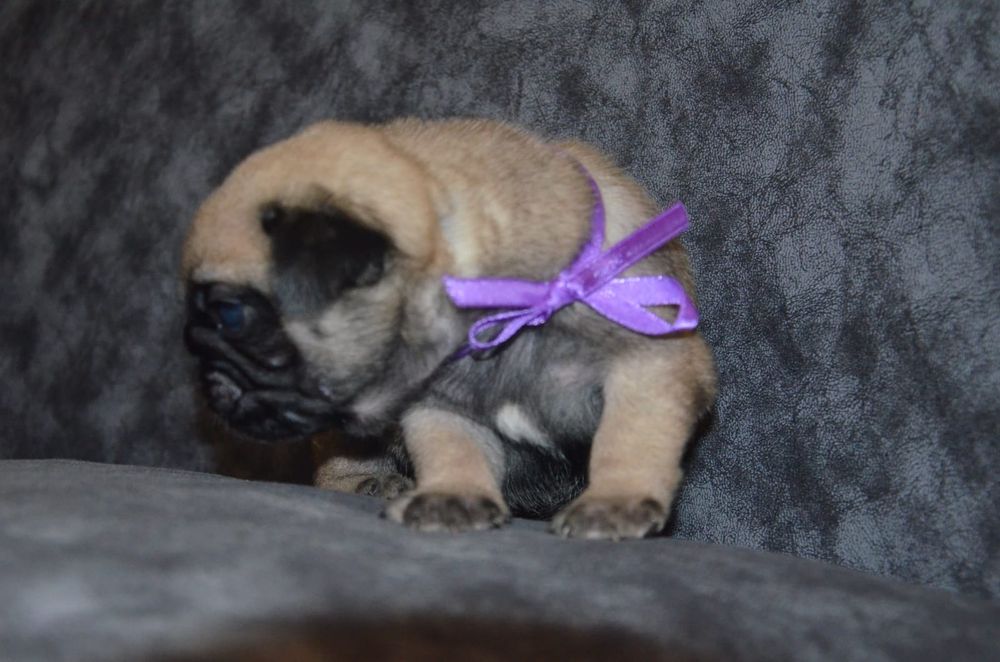 Продам щенков Мопса.