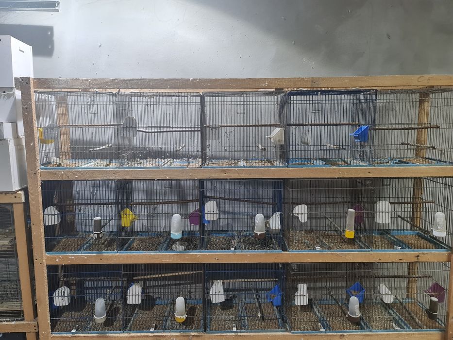 Vand cuști pentru papagali/crescatorie