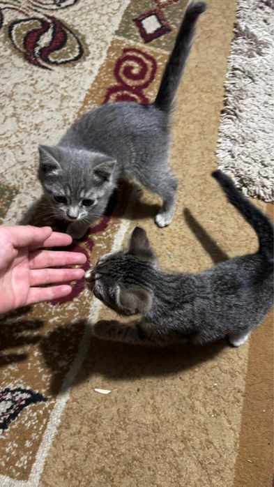 Котята шотландцы 2 месяца