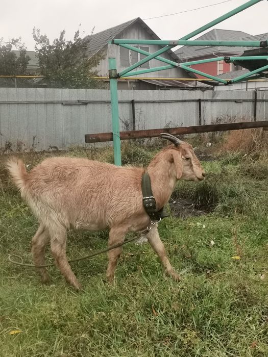 Ешки буаз биринши тума Теке