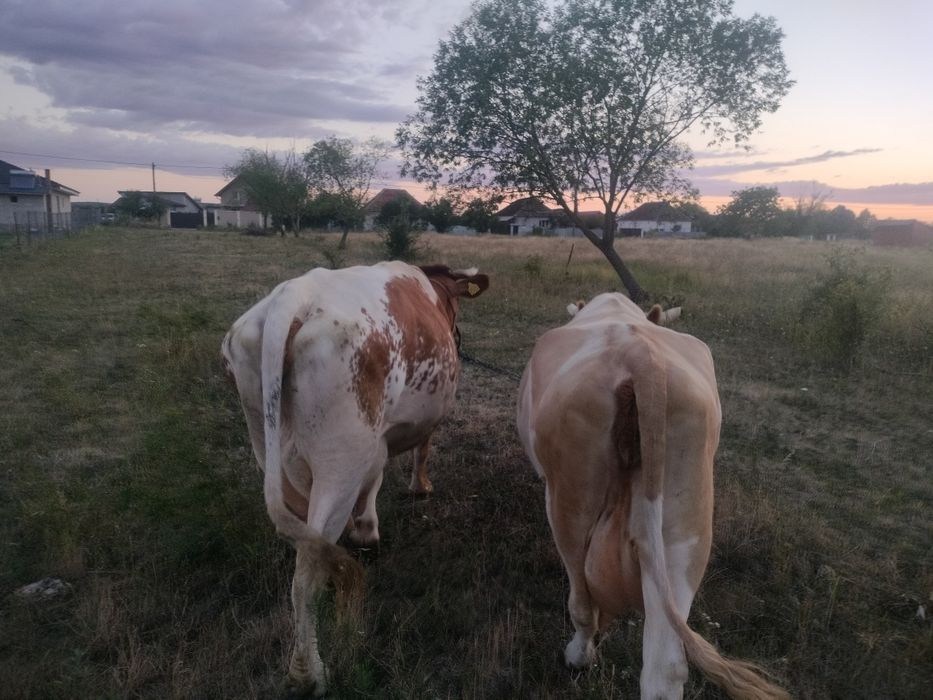 Vaca cea roșie este cu lapte,galbenă cu vițel