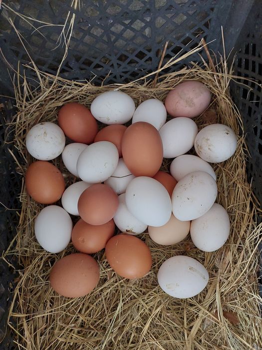 Домашние куринные яица
