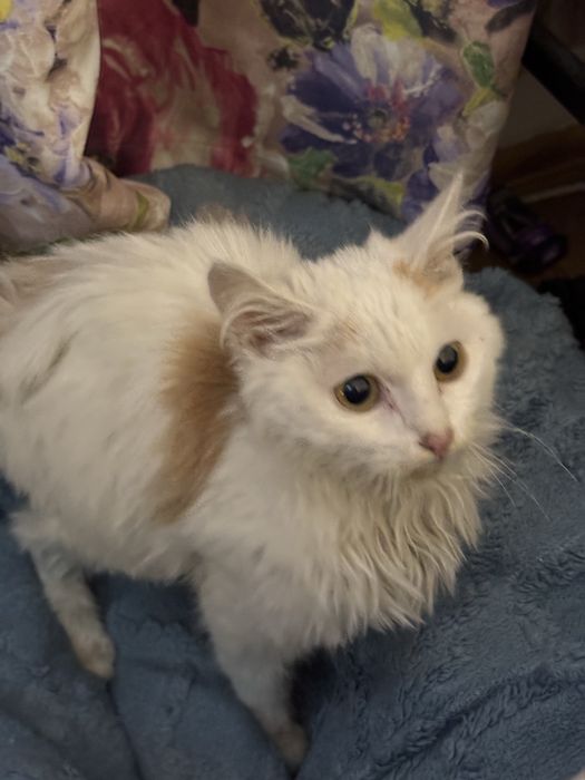 Ласковый котик ищет дом