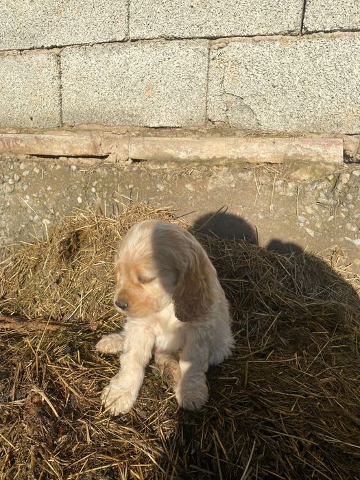 Англиский спаниель