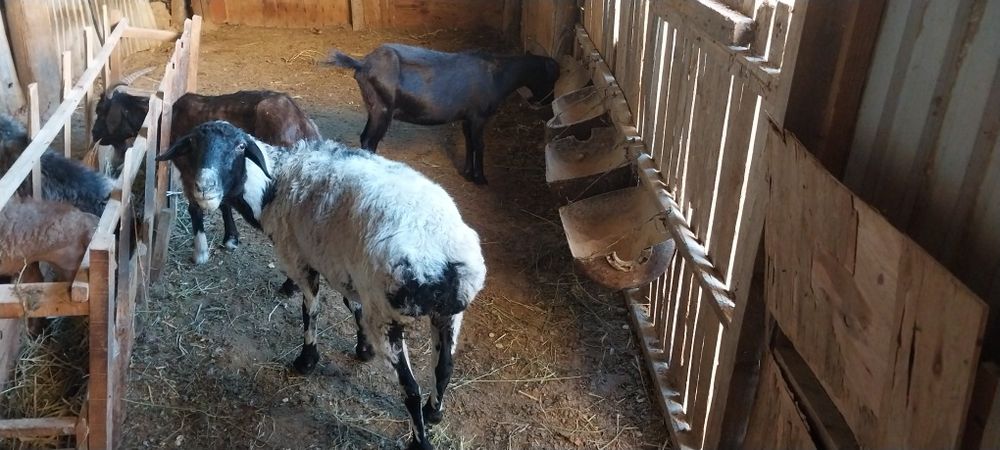 Пышаққа жарамды қой ешкілер бар