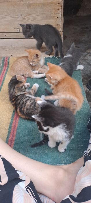 Котята отдам в добрые руки