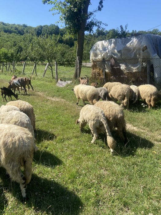 Vand oi cu lapte