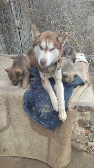 Щенята хаски девочки