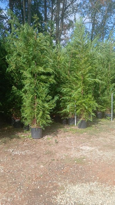 Leylandii gard viu sănătos creștere rapida