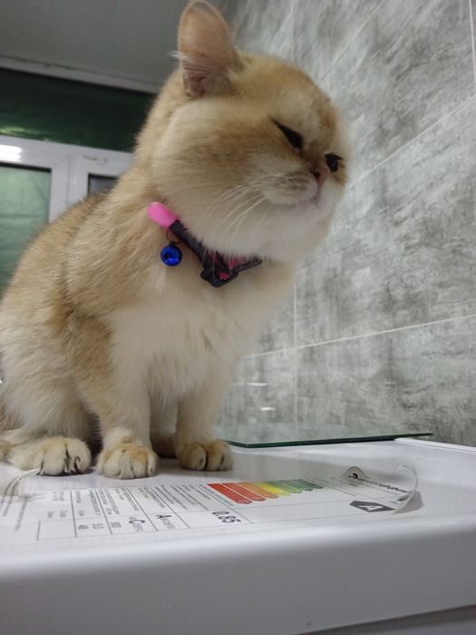 Золотистый Британец ну 12 вязкакага таклиф киламиз