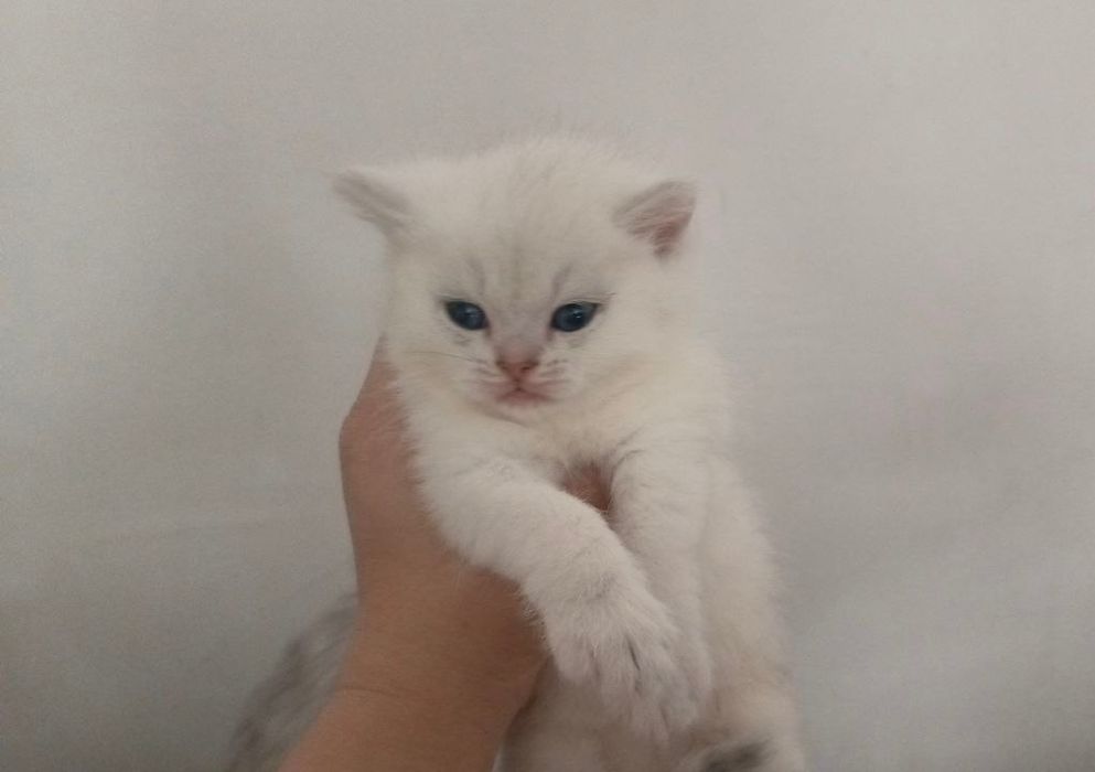 British o‘g‘ilbola 1 oylik mushuk sotiladi. Algoritm 31 kvartalda