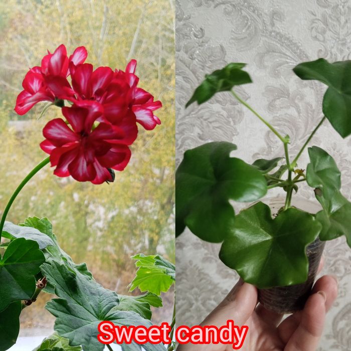 Плющелистная sweet Candi