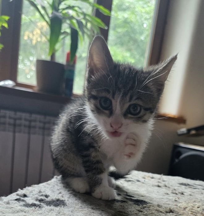 Котята ищут заботливых хозяев