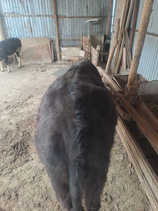 Сиыр саталады семіз