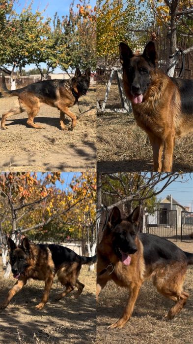 Немецкий овчарка На ВЯЗКУ!