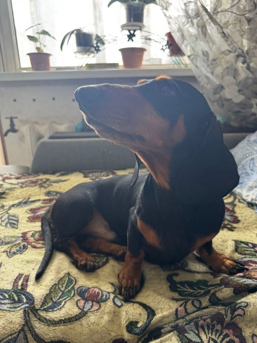 Вязка такса кабель