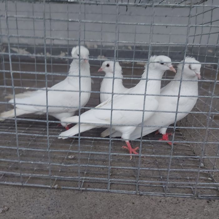 Бели чубати бровястые 2пара